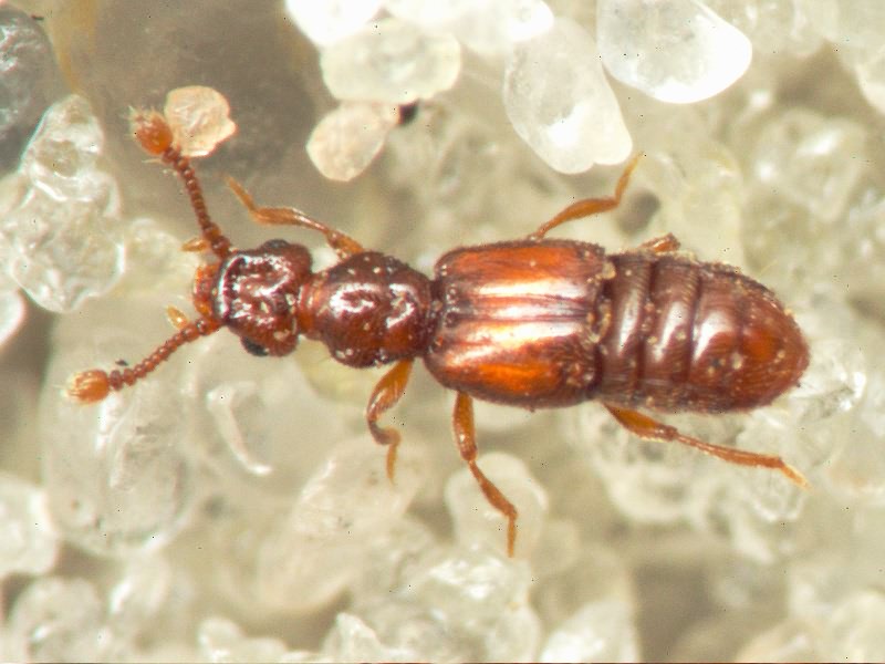 Euplectus Leach, 1817